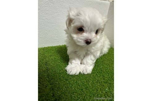 成約済の愛媛県のマルチーズ-308765の4枚目