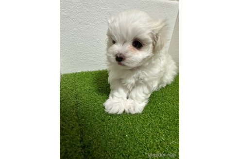 成約済の愛媛県のマルチーズ-308765の3枚目