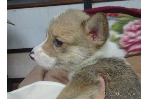 成約済の島根県のウェルシュコーギーペンブローク-308810の4枚目