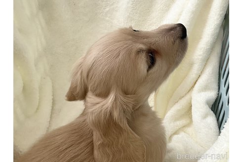 成約済の沖縄県のミニチュアダックスフンド(ロングヘアード)-305285の2枚目