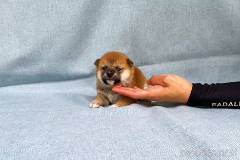 成約済の奈良県の豆柴-308850の3枚目