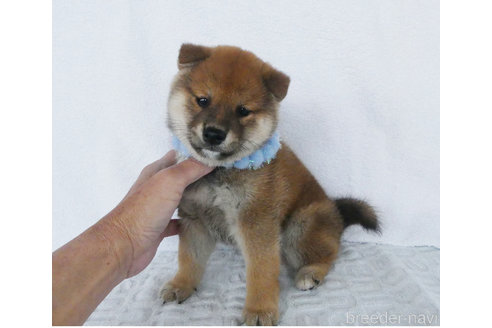 子犬