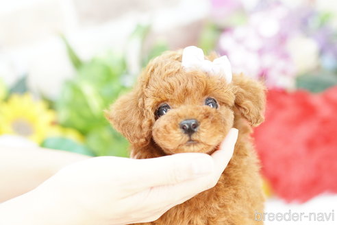 成約済の埼玉県のトイプードル-308894の4枚目