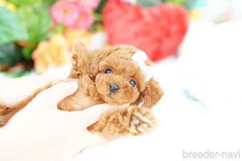 成約済の埼玉県のトイプードル-308894の3枚目