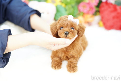 成約済の埼玉県のトイプードル-308894の2枚目