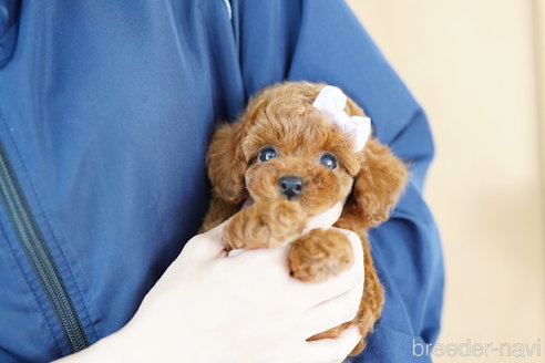 成約済の埼玉県のトイプードル-308894の1枚目