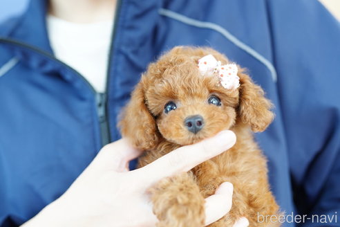 成約済の埼玉県のトイプードル-308901の5枚目