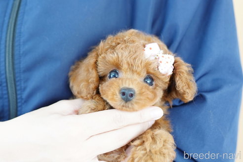 成約済の埼玉県のトイプードル-308901の4枚目