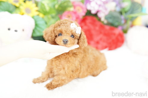 成約済の埼玉県のトイプードル-308901の3枚目