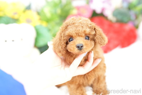 成約済の埼玉県のトイプードル-308901の2枚目