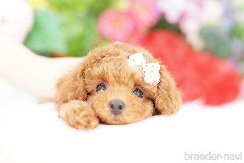 成約済の埼玉県のトイプードル-308901の1枚目