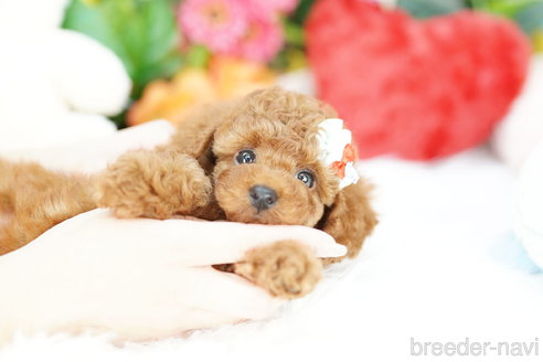 成約済の埼玉県のトイプードル-308904の4枚目