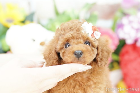 成約済の埼玉県のトイプードル-308904の3枚目