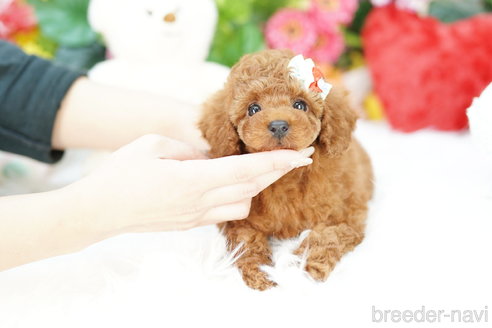 成約済の埼玉県のトイプードル-308904の2枚目