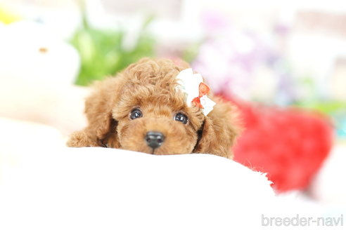 成約済の埼玉県のトイプードル-308904の1枚目