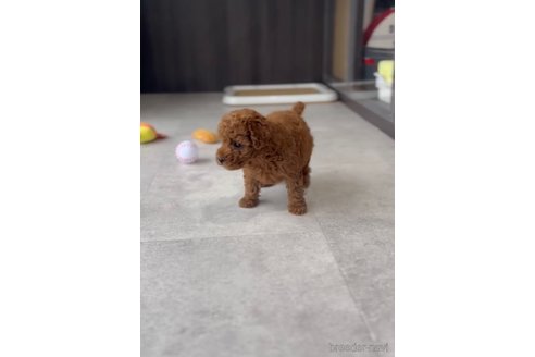 成約済の福岡県のトイプードル-308905の2枚目