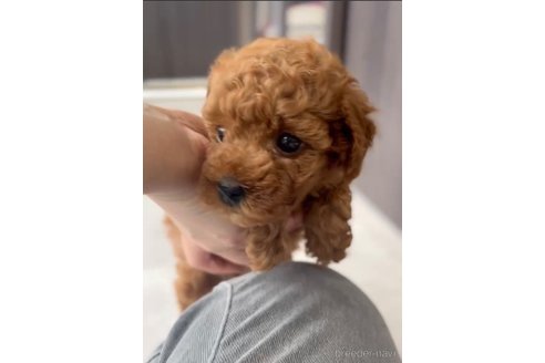 成約済の福岡県のトイプードル-308905の3枚目