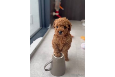 成約済の福岡県のトイプードル-308905の4枚目