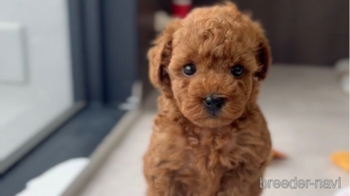 成約済の福岡県のトイプードル-308905の1枚目