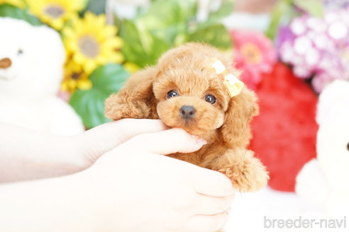 成約済の埼玉県のトイプードル-308908の4枚目