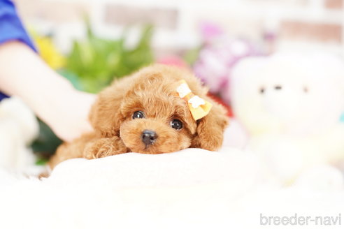 成約済の埼玉県のトイプードル-308908の3枚目