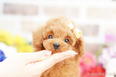 成約済の埼玉県のトイプードル-308908の1枚目