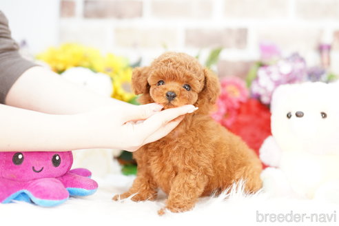 成約済の埼玉県のトイプードル-308909の3枚目