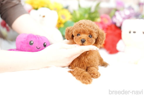 成約済の埼玉県のトイプードル-308909の2枚目