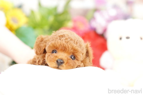 成約済の埼玉県のトイプードル-308909の1枚目