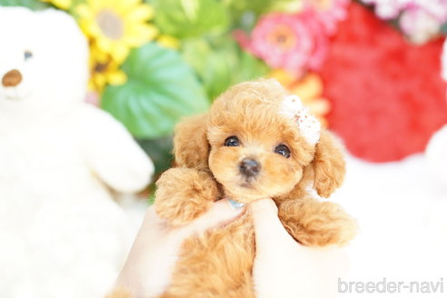 成約済の埼玉県のトイプードル-308913の5枚目