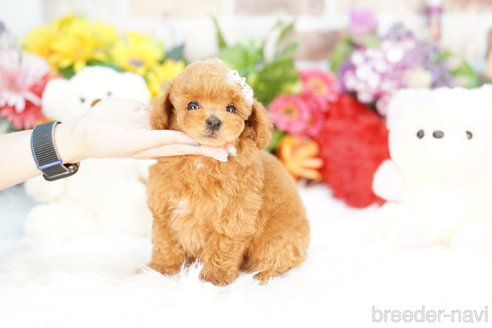 成約済の埼玉県のトイプードル-308913の4枚目