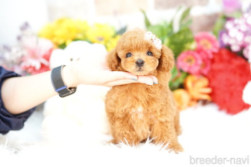 成約済の埼玉県のトイプードル-308913の3枚目