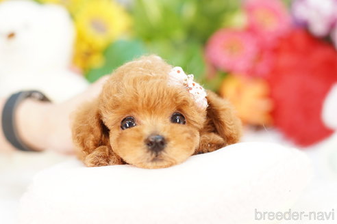 成約済の埼玉県のトイプードル-308913の2枚目