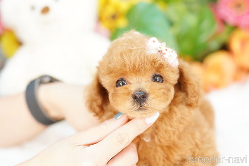 成約済の埼玉県のトイプードル-308913の1枚目