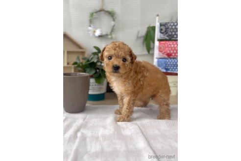 成約済の福岡県のトイプードル-308919の5枚目