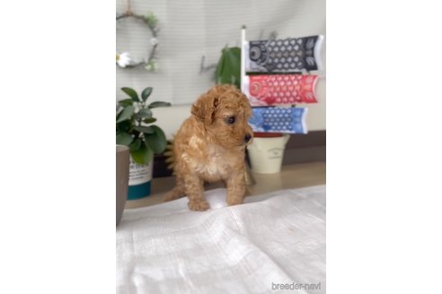 成約済の福岡県のトイプードル-308919の2枚目