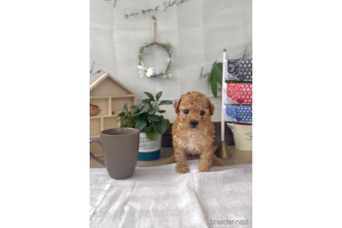 成約済の福岡県のトイプードル-308919の3枚目