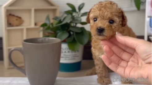 成約済の福岡県のトイプードル-308919