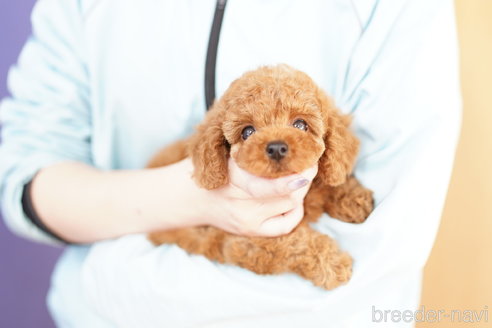 成約済の埼玉県のトイプードル-308921の2枚目