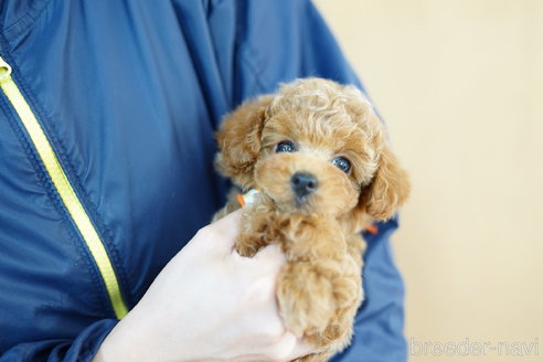 成約済の埼玉県のトイプードル-308924の4枚目