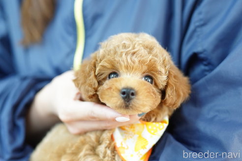 成約済の埼玉県のトイプードル-308924の3枚目