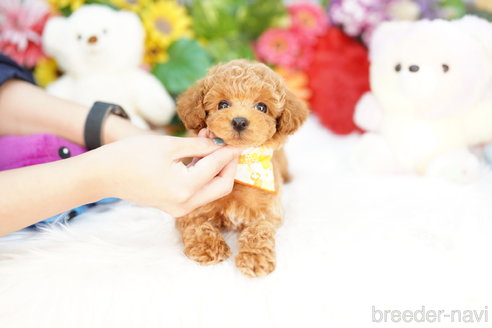 成約済の埼玉県のトイプードル-308924の2枚目