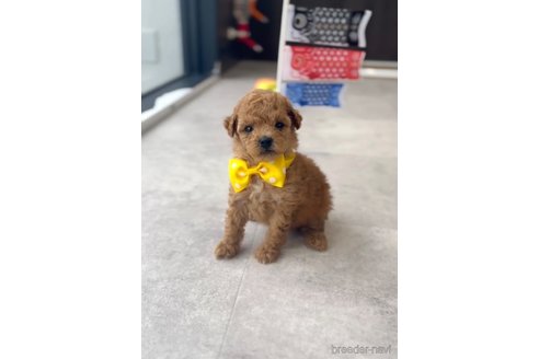 成約済の福岡県のトイプードル-308926の6枚目