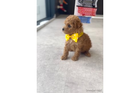 成約済の福岡県のトイプードル-308926の7枚目