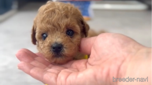 成約済の福岡県のトイプードル-308926の4枚目