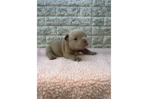 成約済の茨城県のエキゾチックブリー-308937の7枚目