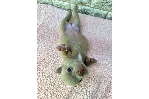成約済の茨城県のエキゾチックブリー-308937の8枚目