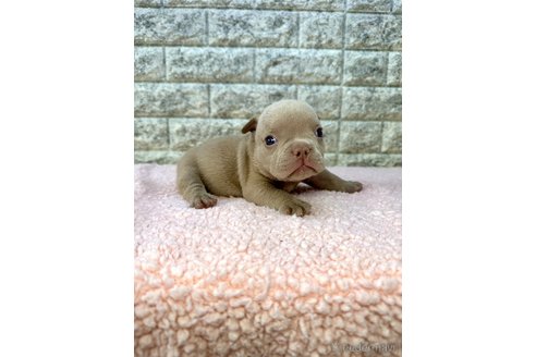 成約済の茨城県のエキゾチックブリー-308937の9枚目