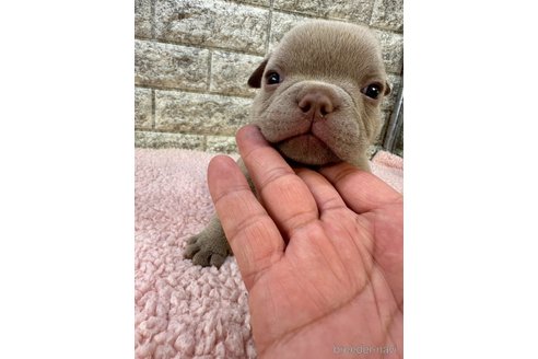 成約済の茨城県のエキゾチックブリー-308937の10枚目