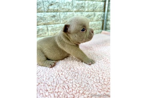 成約済の茨城県のエキゾチックブリー-308937の11枚目